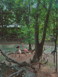 Birds in forest