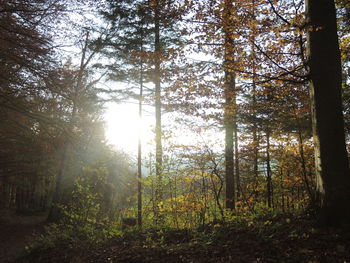 Trees in forest during autumn