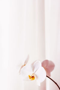 Close-up of white flower