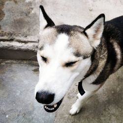 Close-up of dog looking away