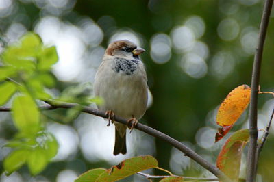 Close-up of bird perching on tree