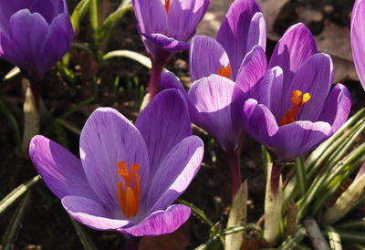 Close-up of purple crocus blooming outdoors