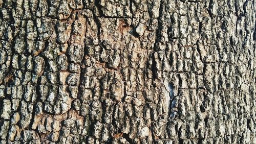 Full frame shot of tree