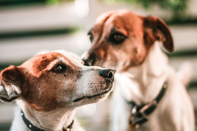 Close-up of dog looking away