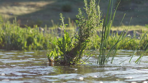 Close-up of fresh green plants in lake