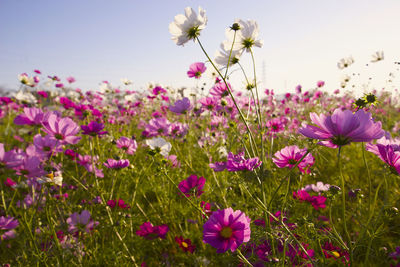 Close-up of pink cosmos flowers on field