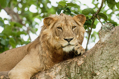 Cat lying on a tree