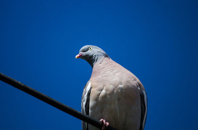 Low angle view of eagle perching on the sky