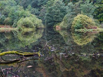 Close-up of fresh green plants in lake