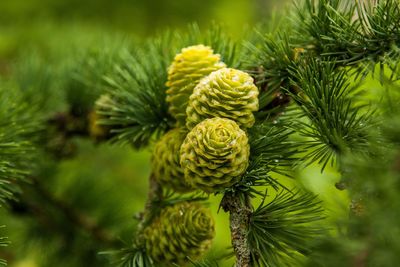 Close-up of pine cone on tree