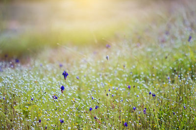 Close-up of fresh purple flowers in field