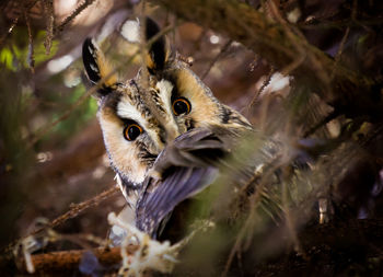 Close-up portrait of bird on tree branch