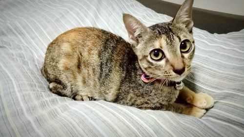 Portrait of cat lying on bed