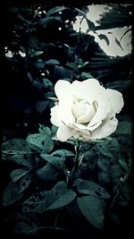 Close-up of white flowers blooming outdoors