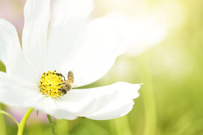 Close-up of insect on white flower