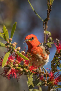 Scarlet honeyeater