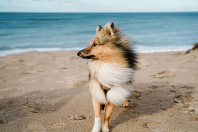 Dog on beach