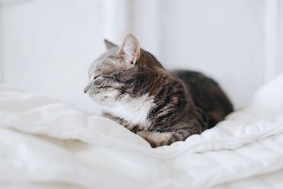 Cat alone sleeping in white bed