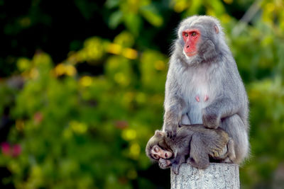 Monkey looking away outdoors