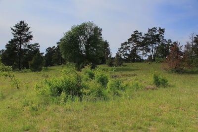 Scenic view of trees growing on field against sky