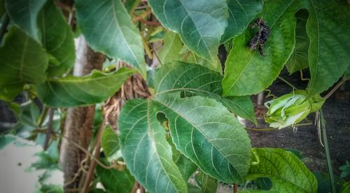 Close-up of fresh green leaves