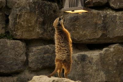 View of a meerkat on rock