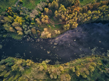 High angle view of trees growing in forest