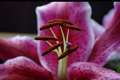 Close-up of pink flower