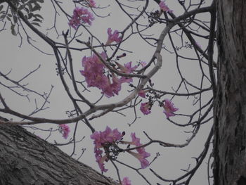 Low angle view of pink flowers blooming on tree