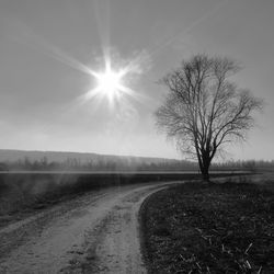 Bare tree on field against sky