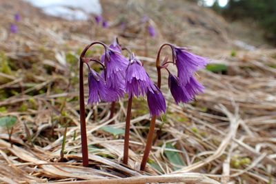 Close-up of purple crocus