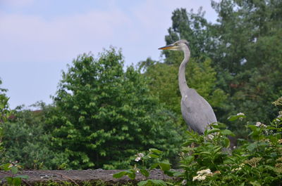 Demoiselle crane standing by plants on retaining wall