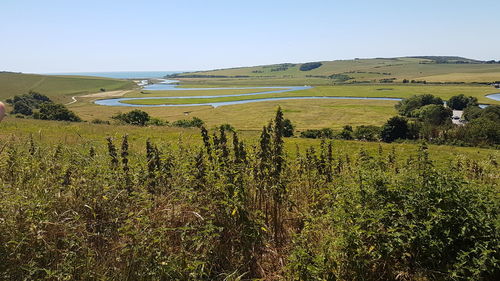 Scenic view of field against clear sky