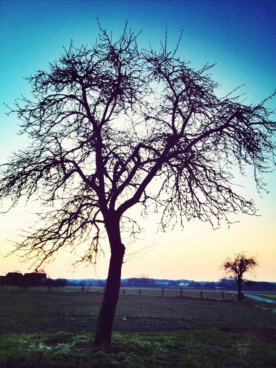 bare tree, tree, landscape, tranquility, sunset, field, tranquil scene, clear sky, silhouette, scenics, beauty in nature, nature, branch, blue, sky, non-urban scene, sunlight, grass, tree trunk, no people