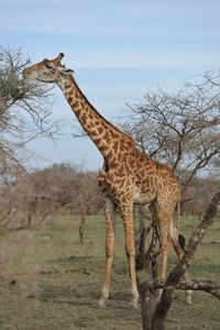 Giraffe in a field
