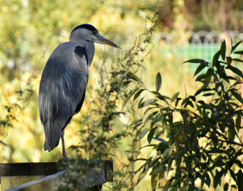 Close-up of bird perching on plant