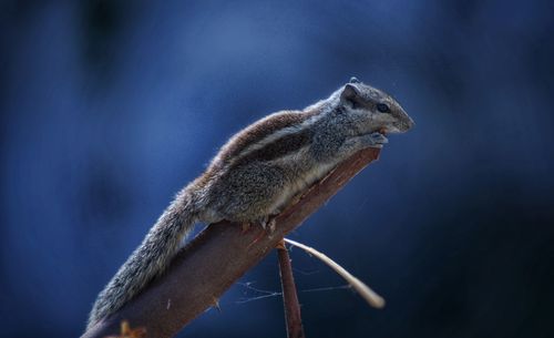 Close-up of squirrel on wood