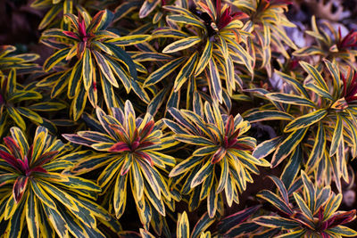 High angle view of flowering plants