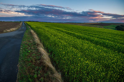 Scenic view of agricultural field against sky