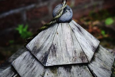 Close-up of tree stump