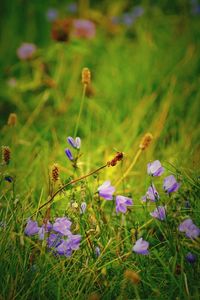 Close-up of purple flowers blooming in field
