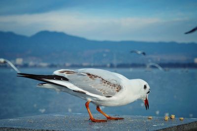 Close-up of seagull flying over sea