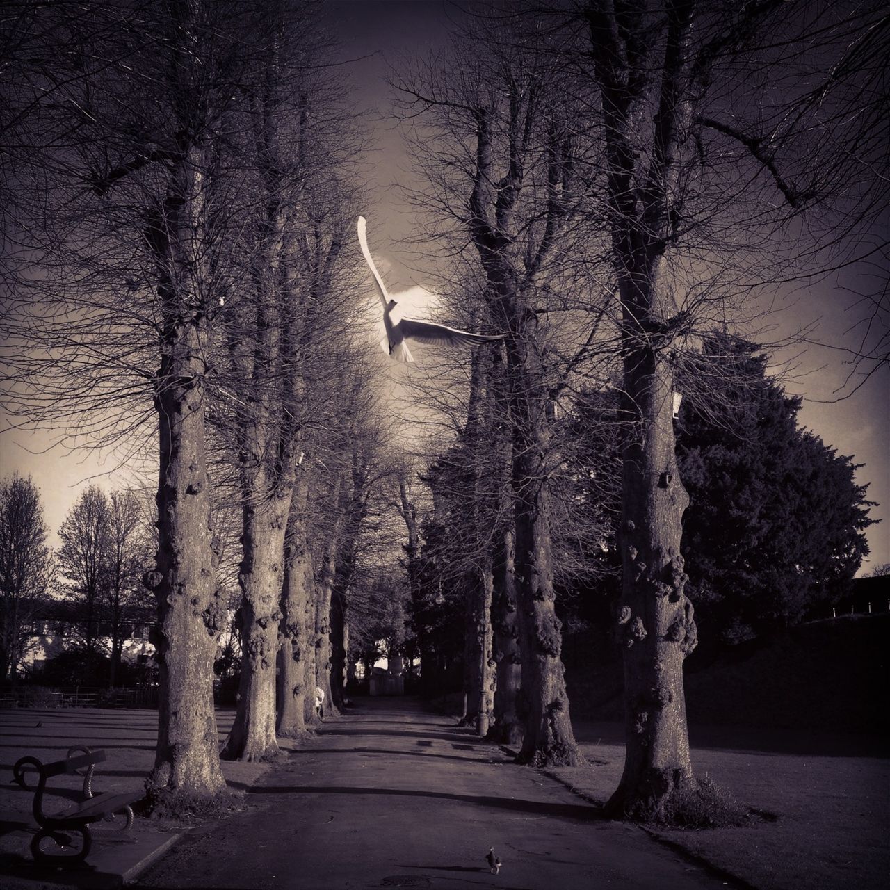 tree, the way forward, bare tree, tree trunk, treelined, branch, tranquility, diminishing perspective, nature, vanishing point, road, growth, footpath, tranquil scene, street, beauty in nature, empty, outdoors, sky, transportation