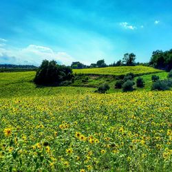 Scenic view of yellow flower field against sky