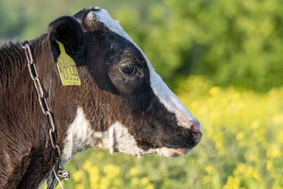 Close-up of a horse on field