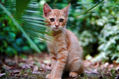 Portrait of a cat sitting on ground