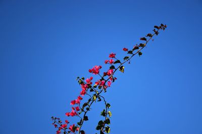 Low angle view of pink flowering plant against clear blue sky