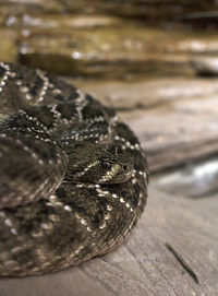 Close-up of snake on table