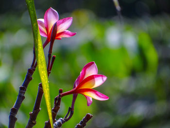 Close-up of pink flowering plant