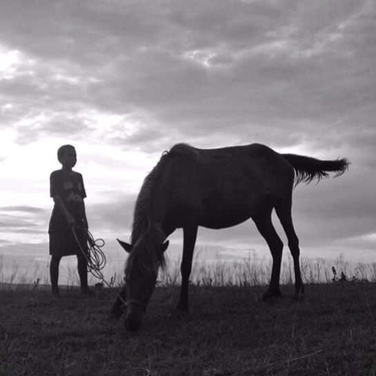 sky, horse, animal themes, cloud - sky, domestic animals, mammal, full length, standing, cloudy, field, cloud, livestock, landscape, one animal, herbivorous, working animal, men, walking, nature